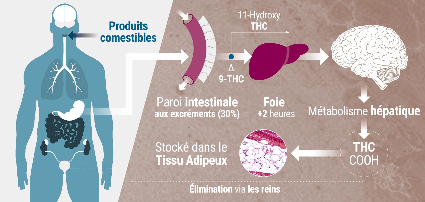 Produits Comestibles Produits Comestibles