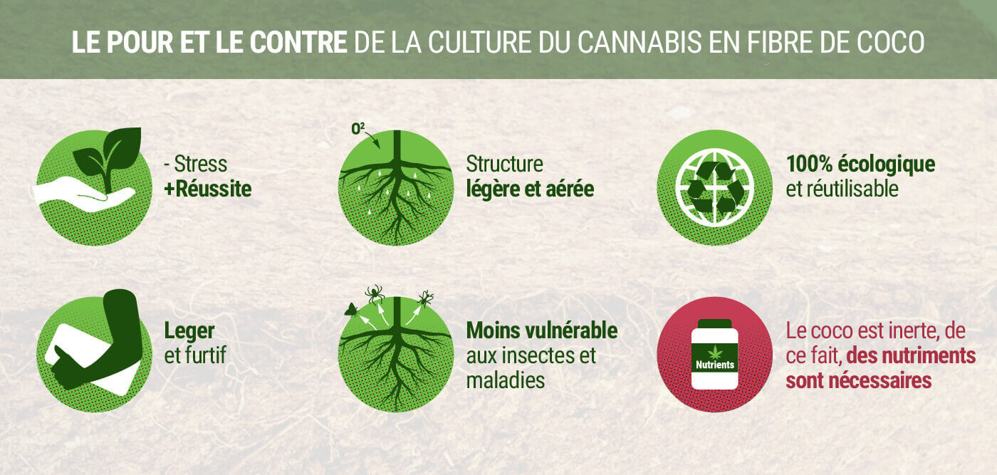 Le Pour et Le Contre de la Culture du Cannabis en Fibre de Coco