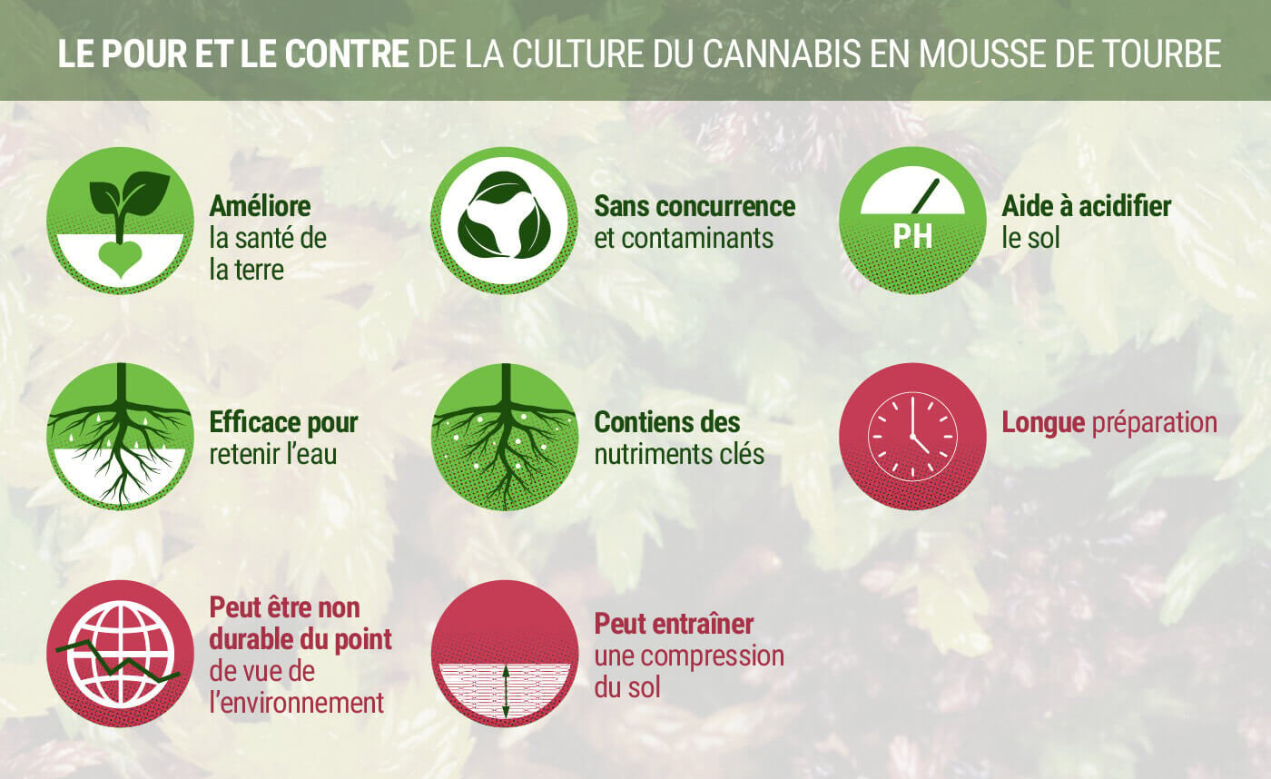 Le Pour et Le Contre de la Culture du Cannabis en Mousse de Tourbe