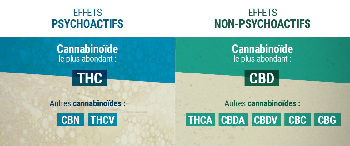 Effets Psychoactifs et Non-Psychoactifs des Cannabinoïdes