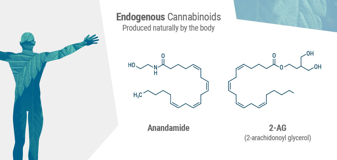 Récepteurs de cannabinoïde