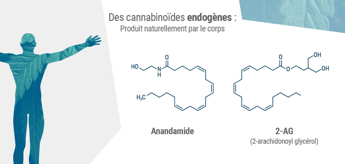 Les deux principaux endocannabinoïdes dans le corps sont l'anandamide et le 2-AG.