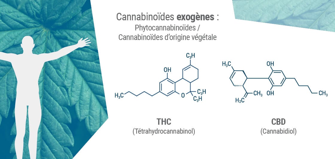 Les phytocannabinoïdes partagent souvent une structure moléculaire similaire à celle de nos propres endocannabinoïdes.