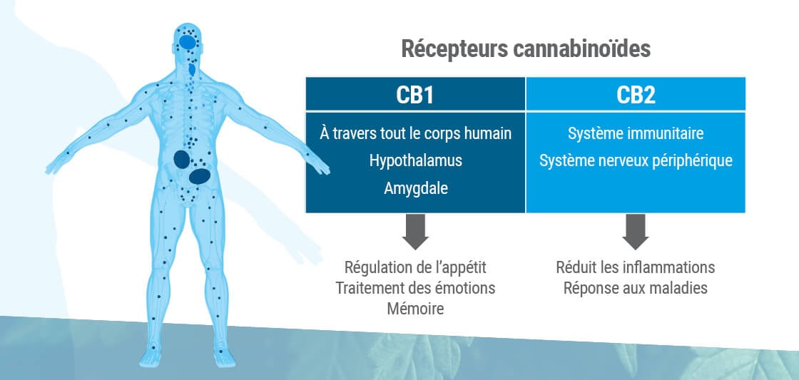 Récepteurs cannabinoïdes : où ils sont et ce qu'ils font