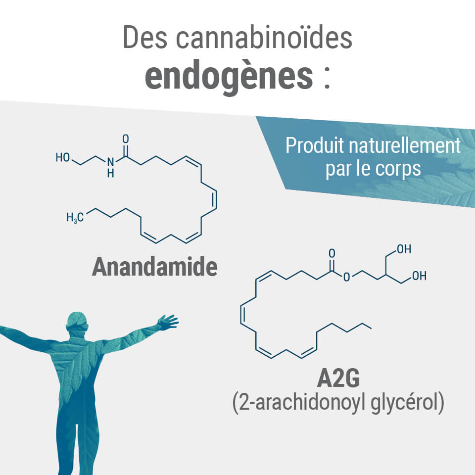 Les deux principaux endocannabinoïdes dans le corps sont l'anandamide et le 2-AG.