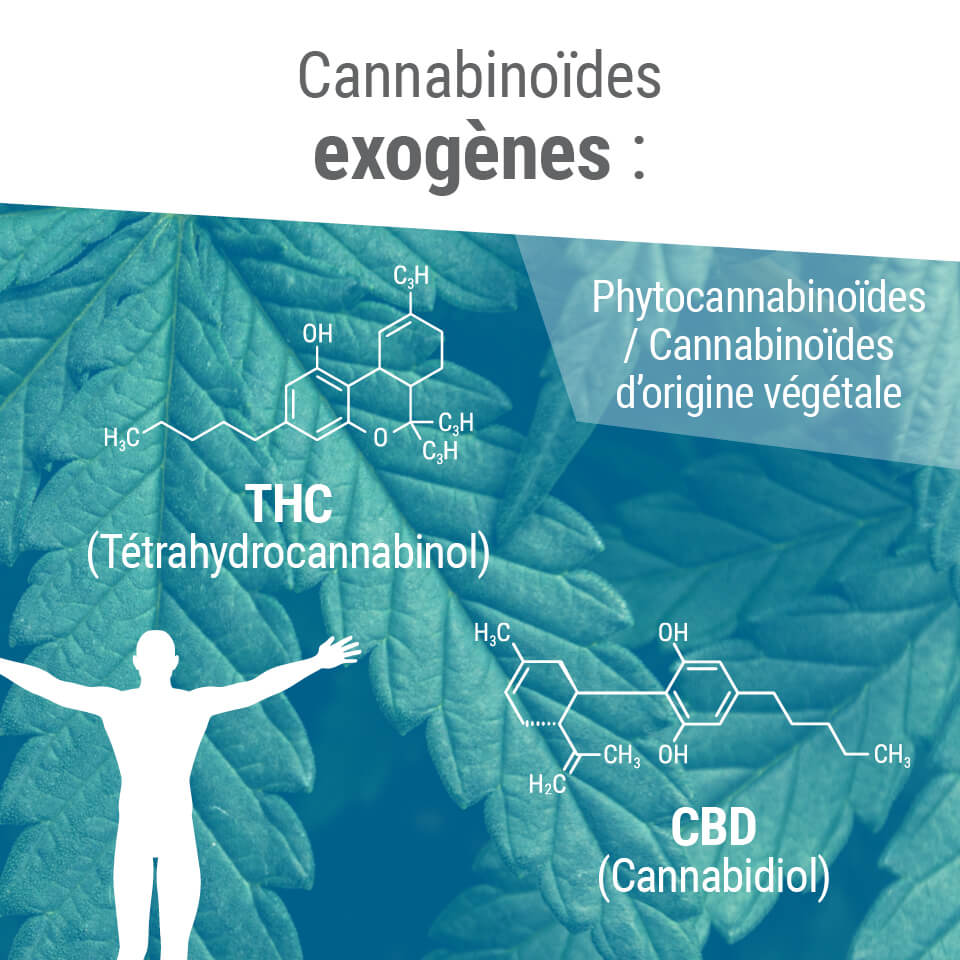 Les phytocannabinoïdes partagent souvent une structure moléculaire similaire à celle de nos propres endocannabinoïdes.