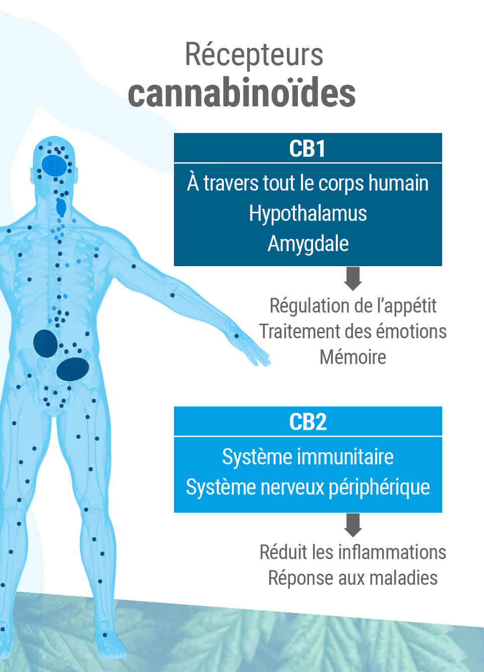 Récepteurs cannabinoïdes : où ils sont et ce qu'ils font