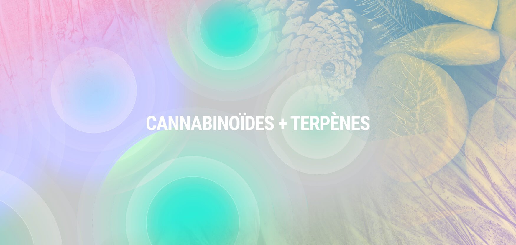 Cannabinoïdes + Terpènes