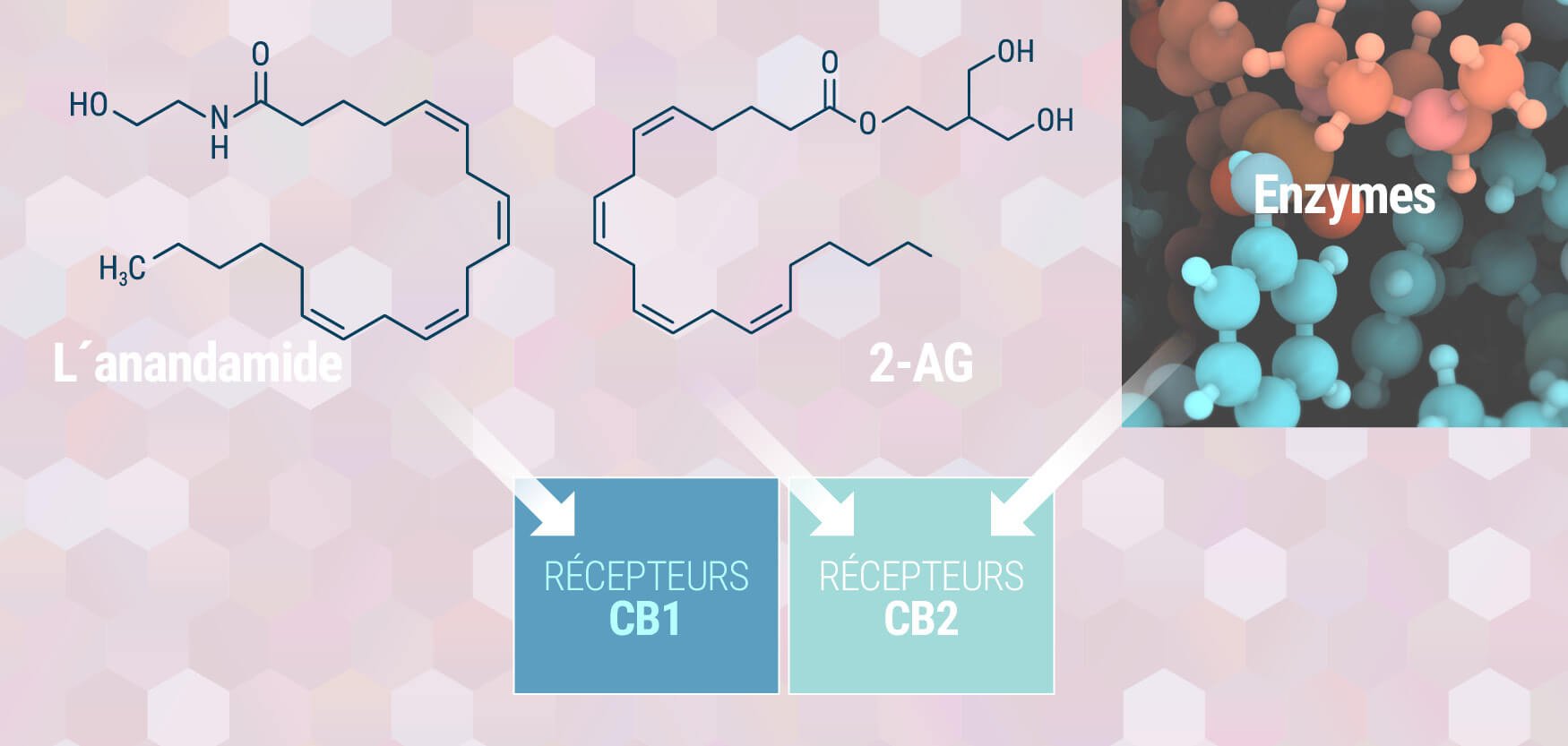 Comprendre le système endocannabinoïde