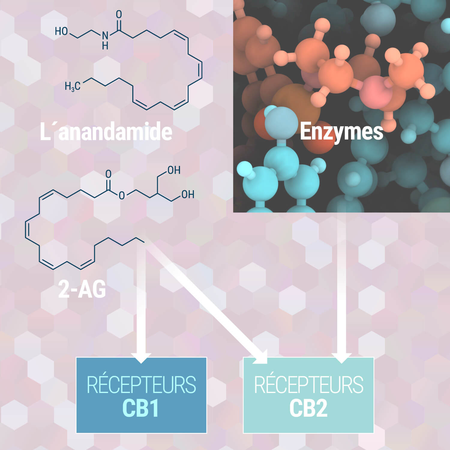 Comprendre le système endocannabinoïde