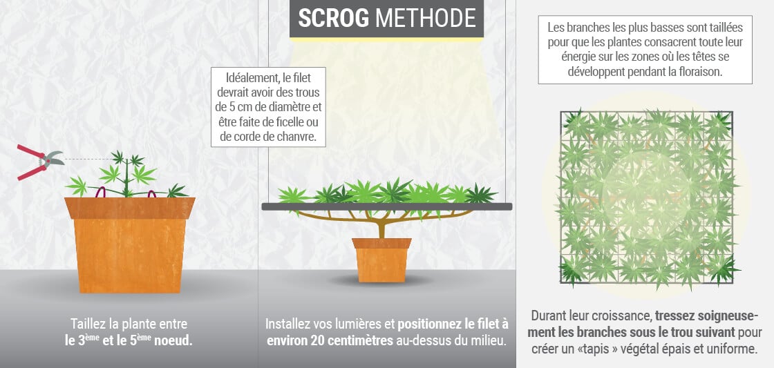 Image de la technique SCROG en jardinage, qui utilise un treillis pour guider les branches des plantes et obtenir une croissance uniforme et efficace.