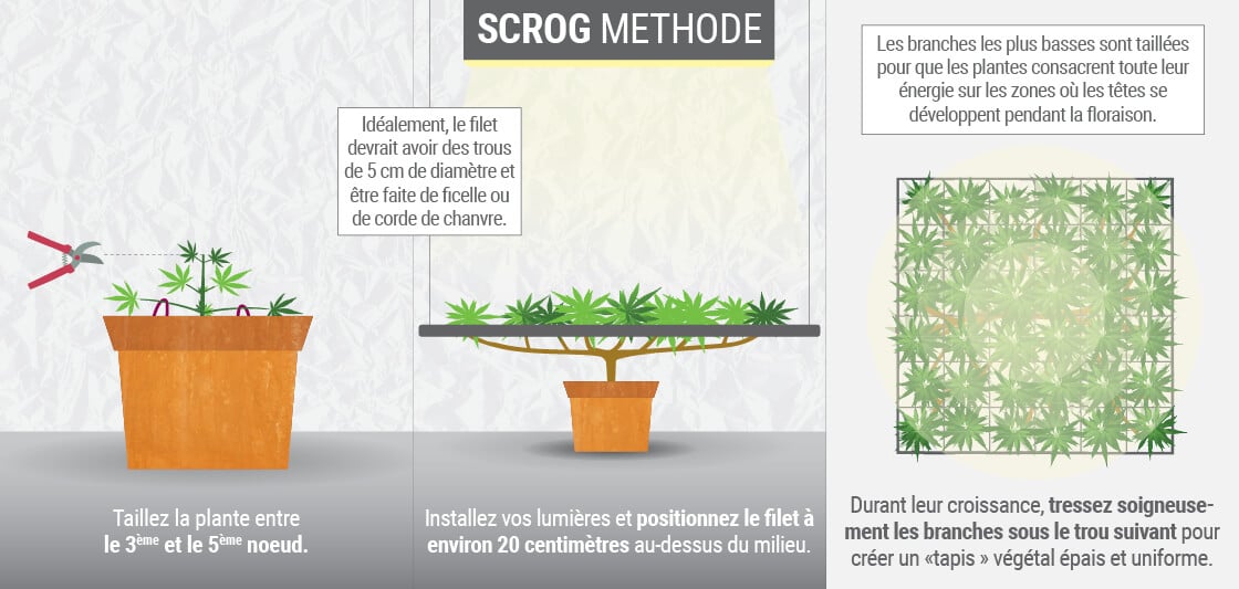 Qu’est-Ce Que La Technique ScrOG ?