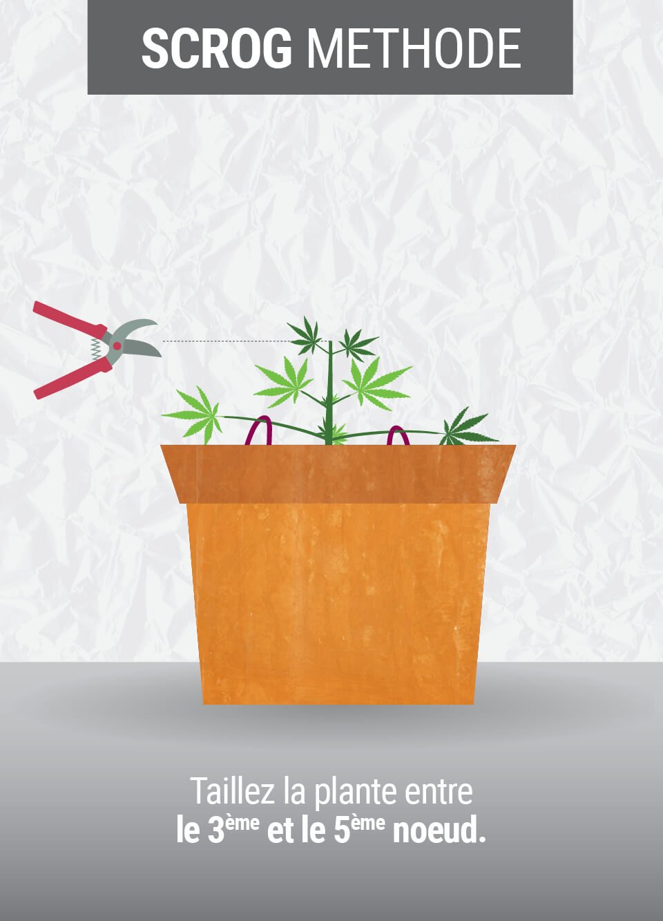 Illustration d'une plante de cannabis taillée selon la technique SCROG (Screen of Green) pour un rendement accru ; les branches sont dirigées horizontalement à travers un treillis pour maximiser l'exposition à la lumière et optimiser la croissance du cannabis.
