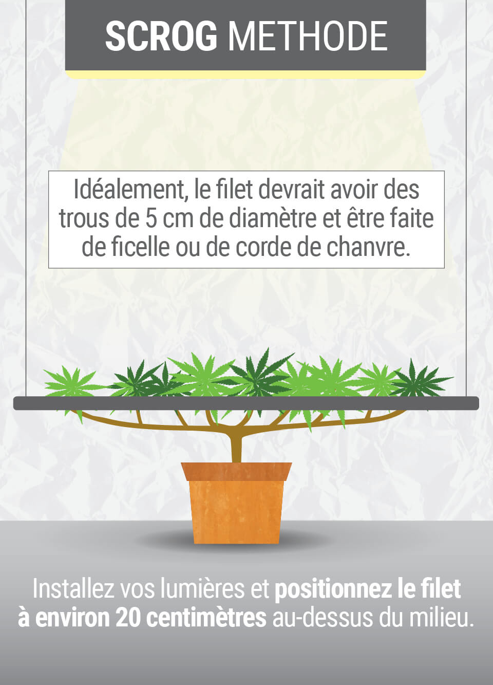 Illustration d'une plante poussant sous un treillis de support qui guide son développement de manière uniforme et contrôlée.