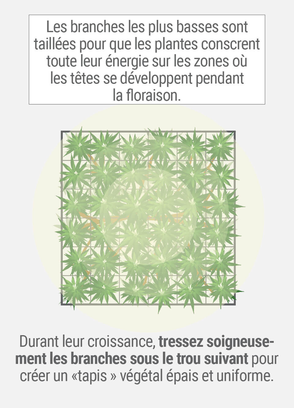 Plante topiaire circulaire avec taille des branches et tressage pour créer un tapis végétal dense et uniforme.