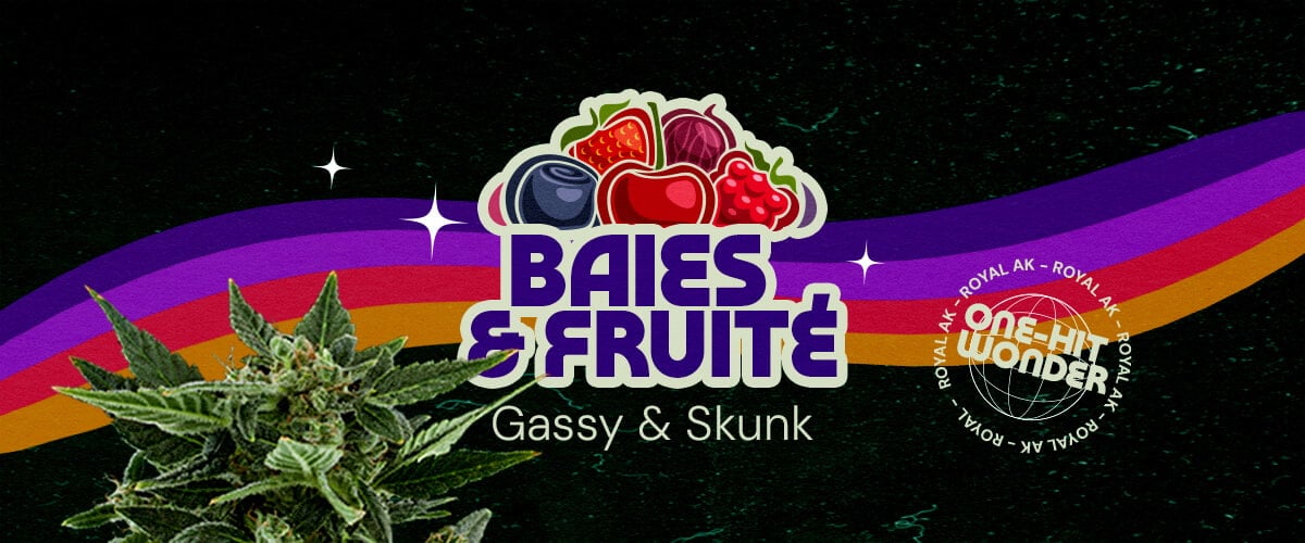 Profil de Goût et d'Aromate de la Souche Royal AK Cannabis Une illustration d'un bourgeon de cannabis avec le texte
