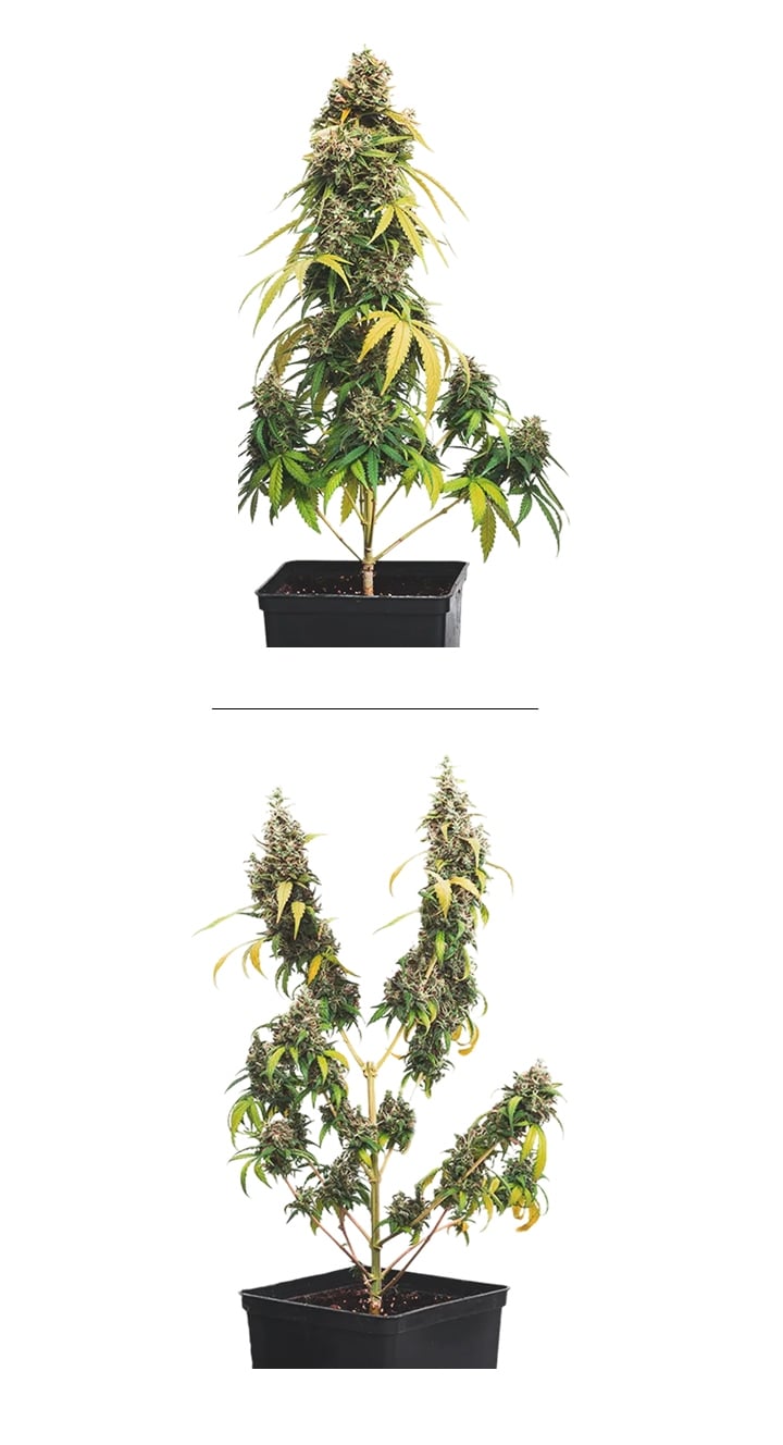 Exemple de topping sur cannabis (taillé vs non taillé) Exemple côte à côte du topping sur cannabis : plante non taillée avec une tête principale vs plante taillée avec plusieurs têtes
