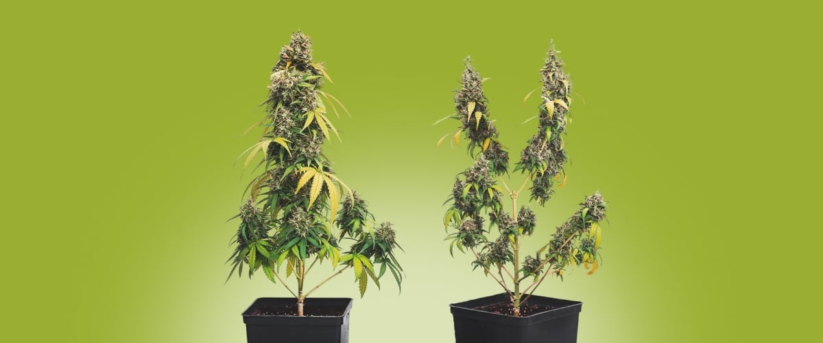 Exemple côte à côte du topping sur cannabis : plante non taillée avec une tête principale vs plante taillée avec plusieurs têtes