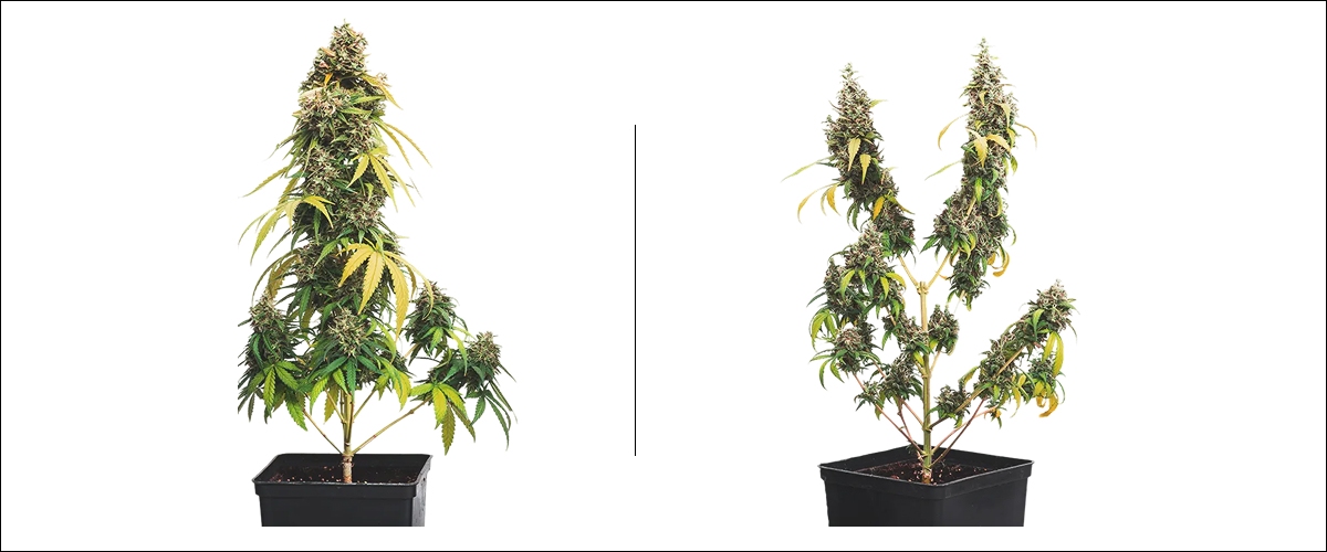 Exemple de topping sur cannabis (taillé vs non taillé) Exemple côte à côte du topping sur cannabis : plante non taillée avec une tête principale vs plante taillée avec plusieurs têtes