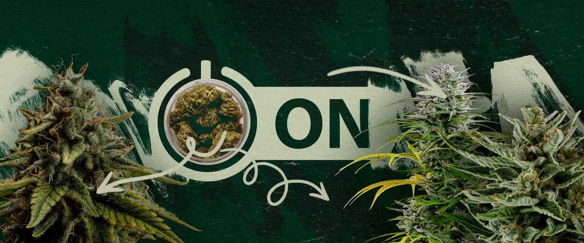 Variétés et Produits de Cannabis Recommandés Après une Pause de Tolérance Têtes de cannabis dans un bocal avec un graphique de commutateur
