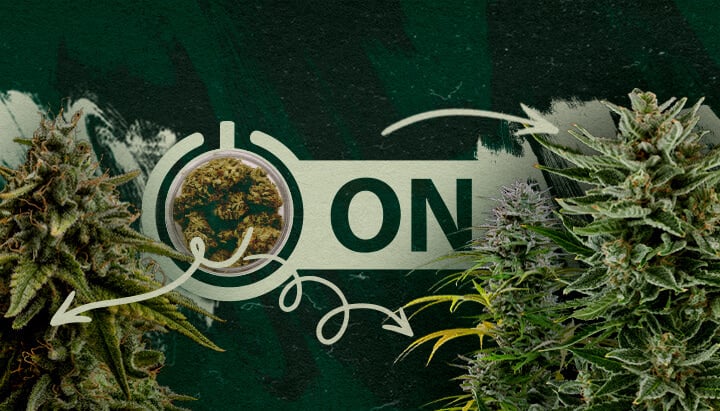 Variétés et Produits de Cannabis Recommandés Après une Pause de Tolérance Têtes de cannabis dans un bocal avec un graphique de commutateur