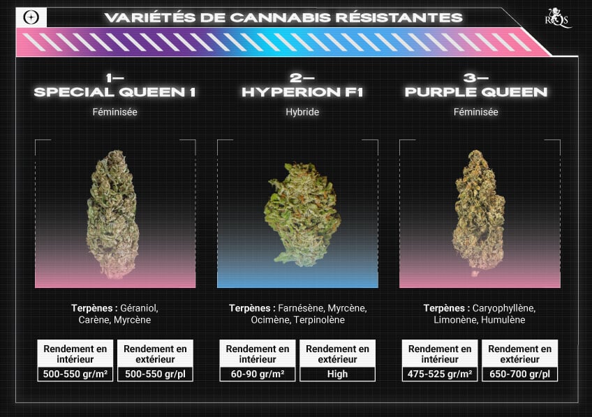 Top RQS Resistant Strains