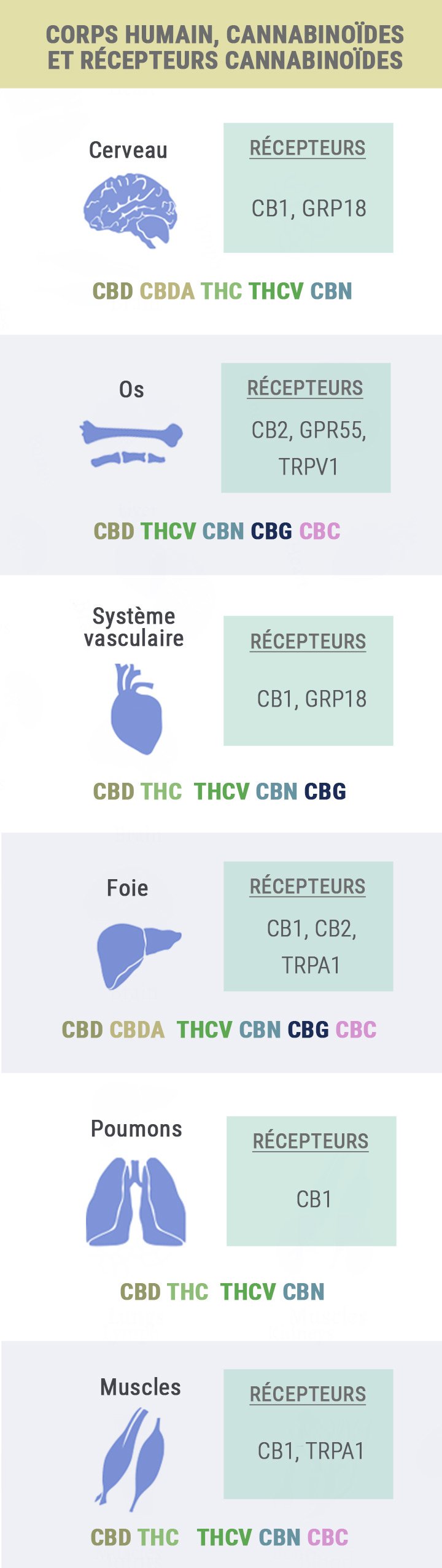 Body, Cannabinoids and Receptors