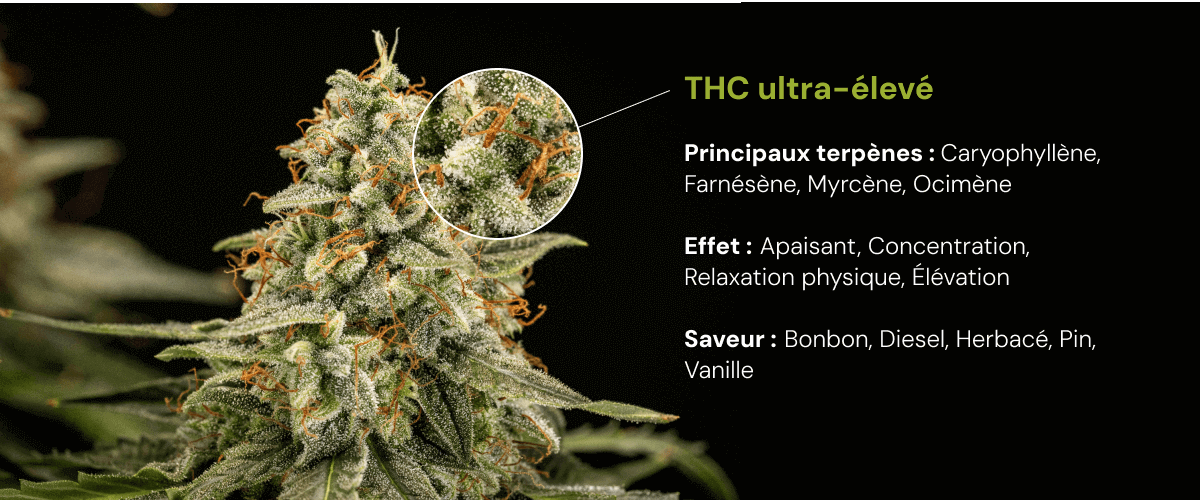Variété de cannabis à THC ultra-élevé | Terpènes, effets & arômes Découvrez une variété de cannabis à THC ultra-élevé avec des terpènes majeurs comme le caryophyllène, le farnésène, le myrcène et l’ocimène, et des effets apaisants et stimulants.