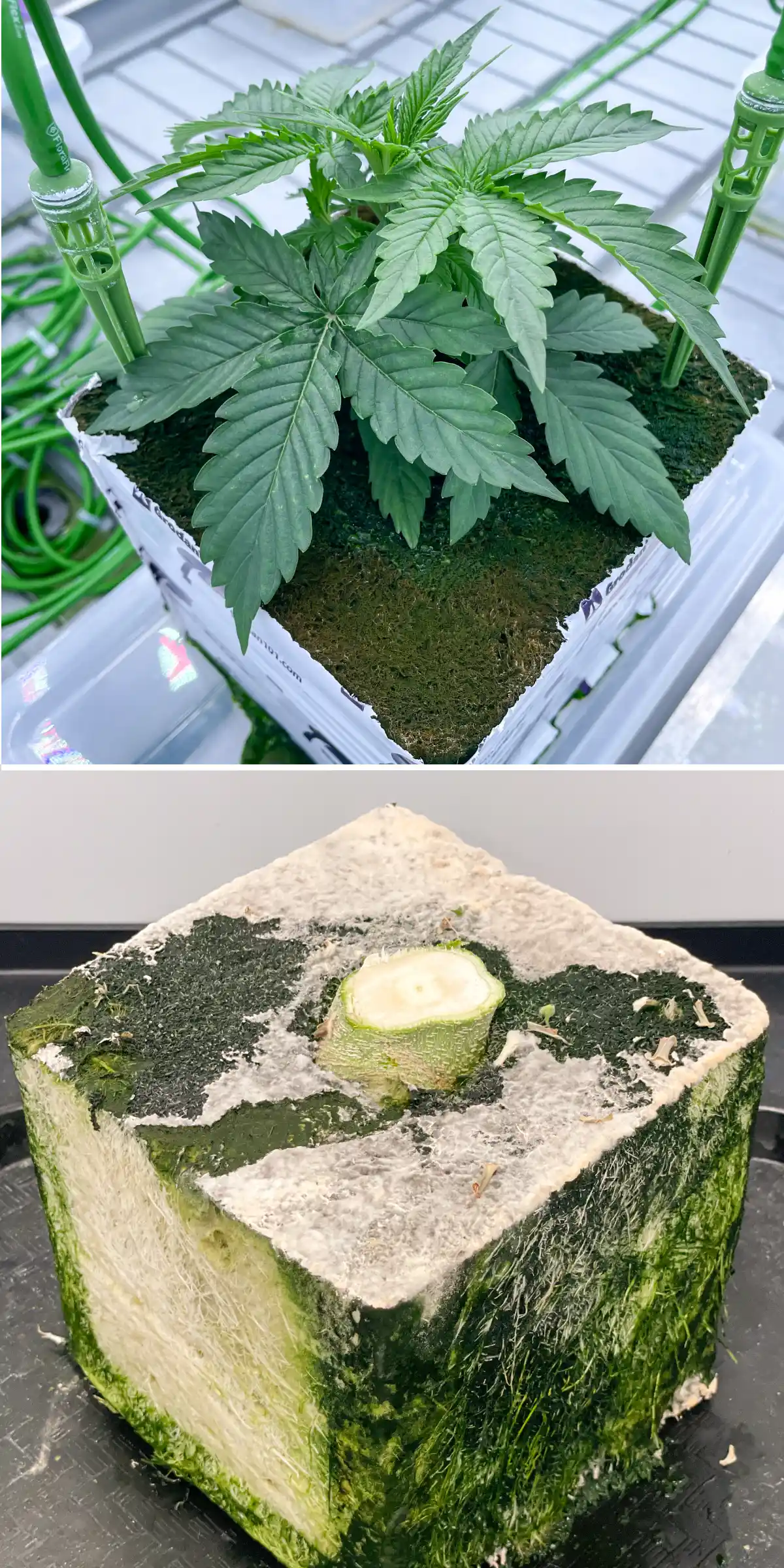 Vue côte à côte du cannabis dans de la laine de roche lors d’un essai contrôlé de rinçage, montrant un jeune plant avec des piquets d’irrigation et un bloc de laine de roche coupé avec un développement racinaire visible.