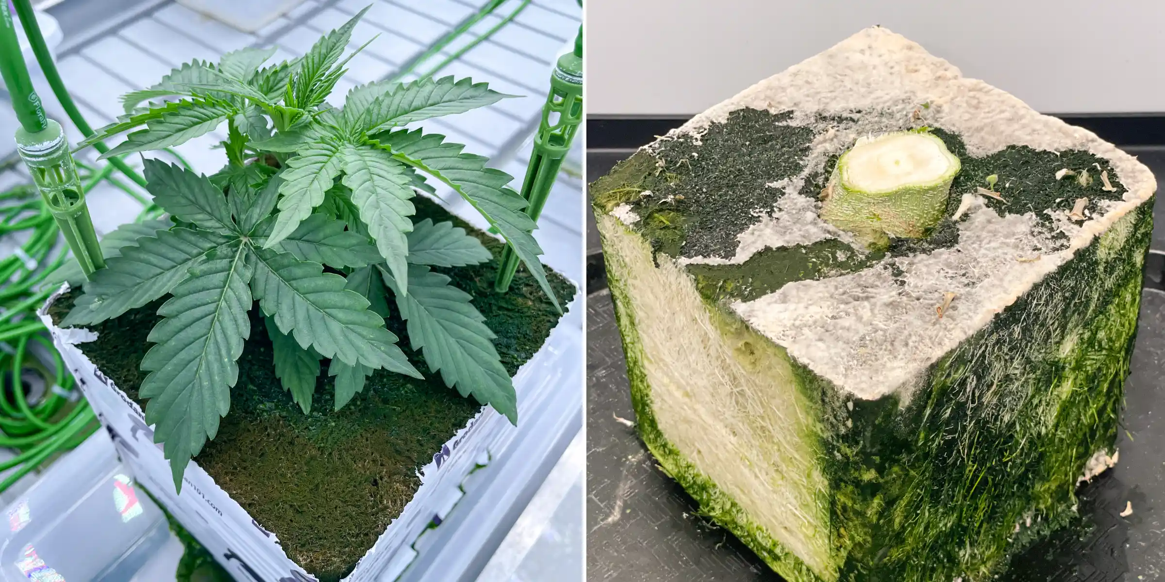 Vue côte à côte du cannabis dans de la laine de roche lors d’un essai contrôlé de rinçage, montrant un jeune plant avec des piquets d’irrigation et un bloc de laine de roche coupé avec un développement racinaire visible.