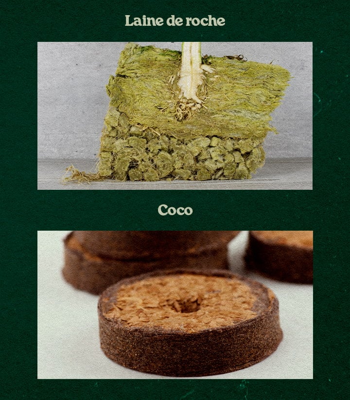 Comparaison Substrats Rockwool et Coco pour Plantes Comparaison des substrats Rockwool et Coco, avec une plante dans du Rockwool vert et un disque Coco, testés pour la croissance.