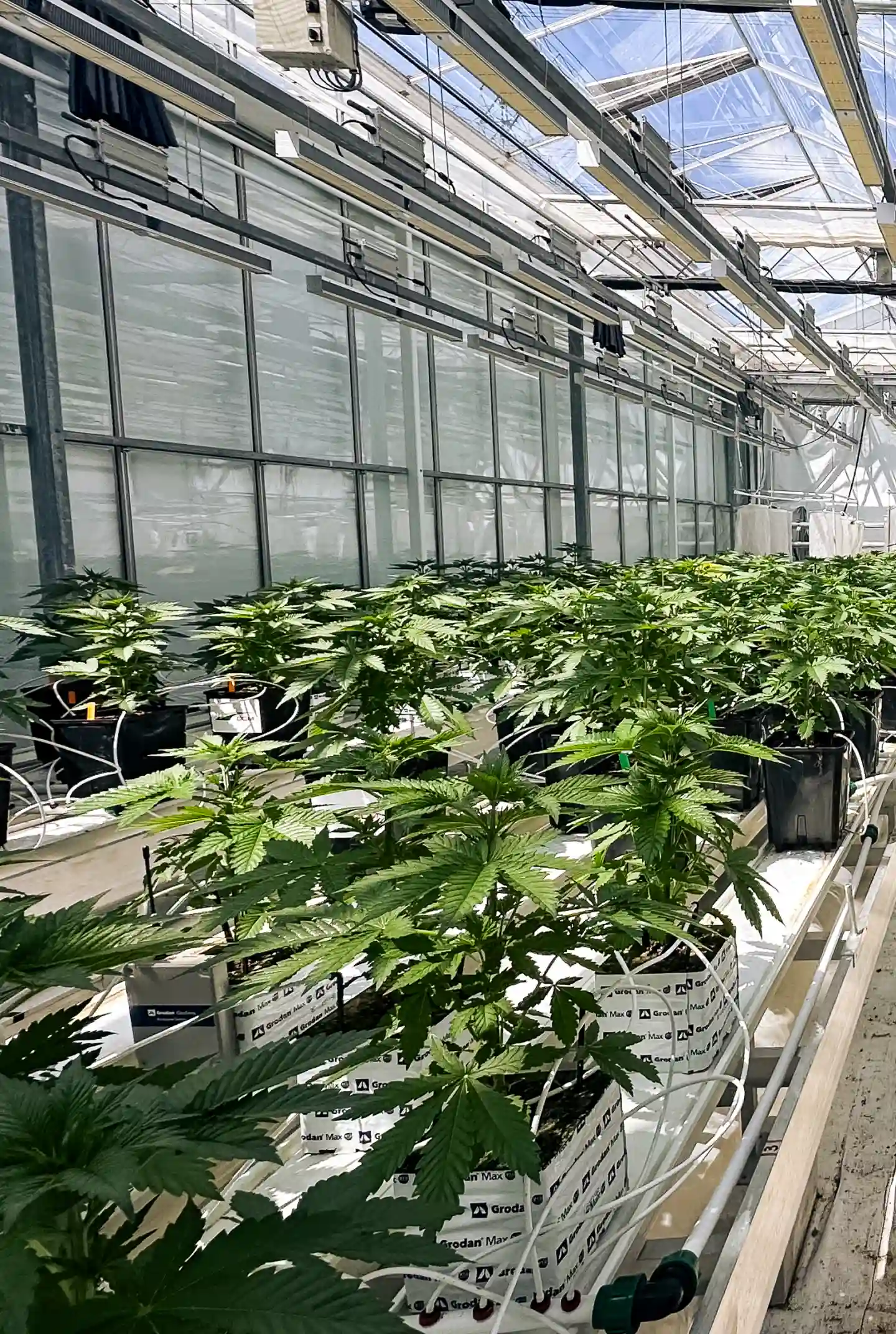 Salle d’essai de crop steering du cannabis Plants de cannabis poussant dans une salle d’essai en serre contrôlée, montrant des blocs de laine de roche, des lignes d’irrigation, un éclairage intense de la canopée et des rangées de plantes saines utilisées pour la recherche sur le crop steering.
