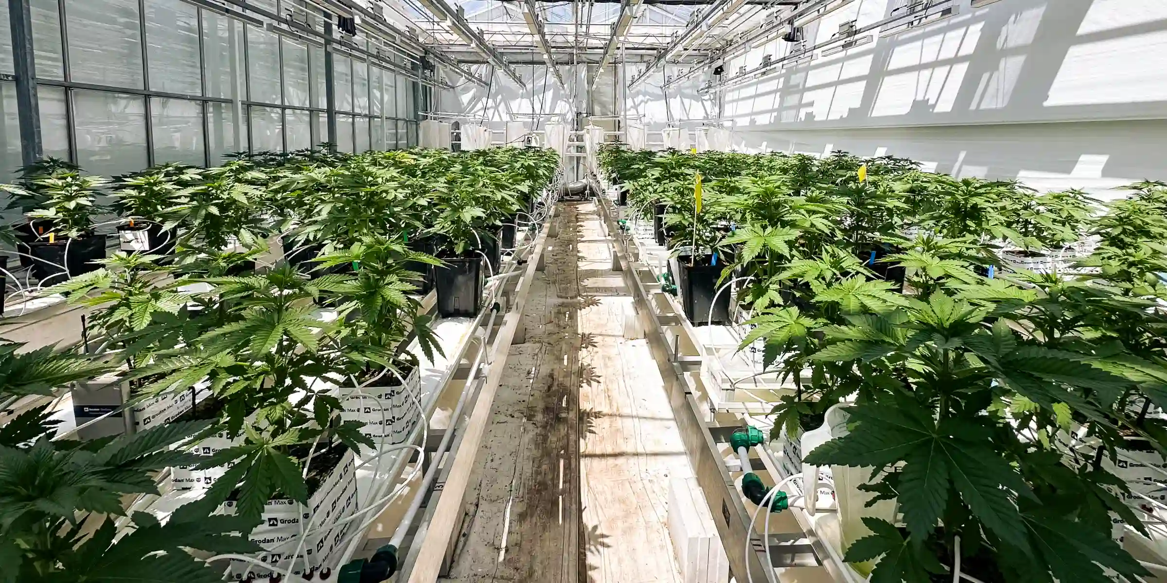 Salle d’essai de crop steering du cannabis Plants de cannabis poussant dans une salle d’essai en serre contrôlée, montrant des blocs de laine de roche, des lignes d’irrigation, un éclairage intense de la canopée et des rangées de plantes saines utilisées pour la recherche sur le crop steering.