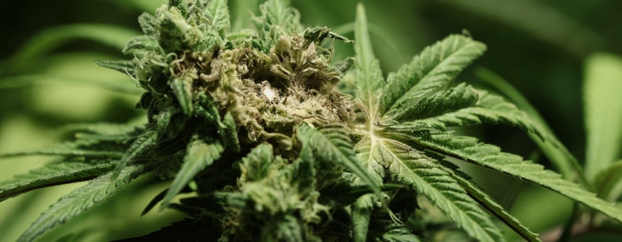 Comment Traiter La Fusariose Dans Les Plants De Cannabis