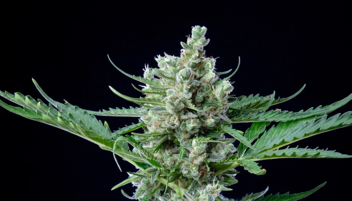 Tête de cannabis Royal Bluematic avec des fleurs denses et résineuses, des pistils blancs, des feuilles vertes et une croissance de floraison compacte sur fond sombre.