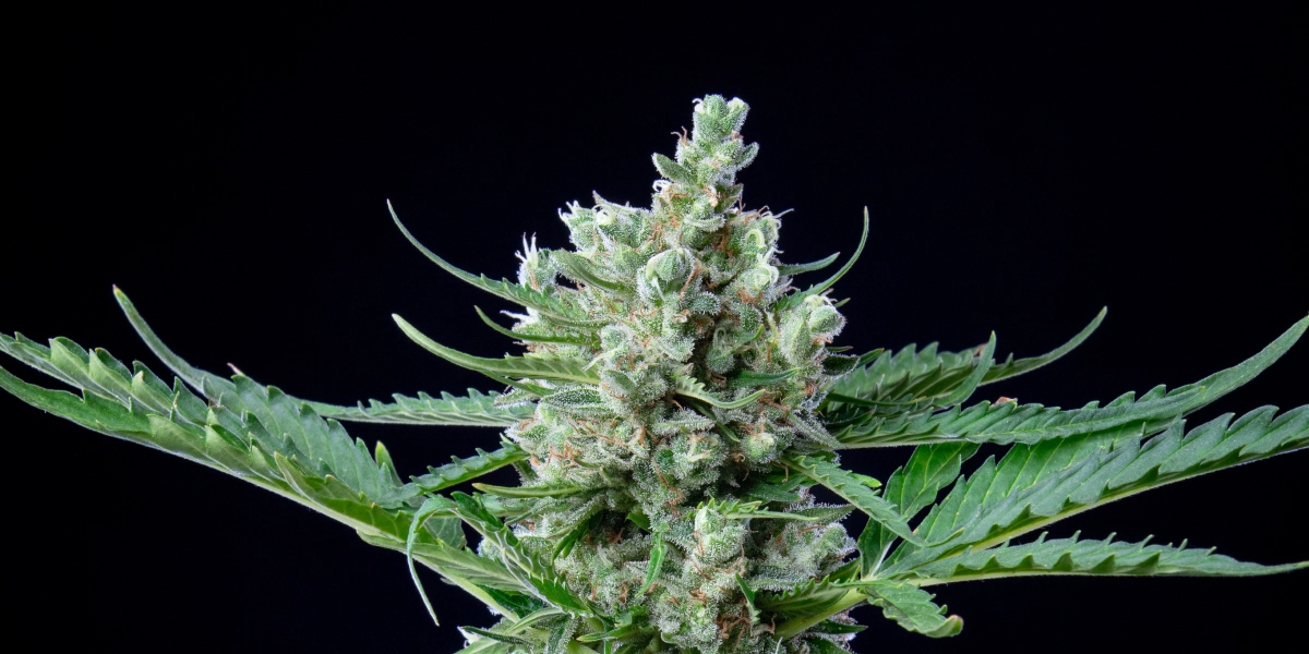 Tête de cannabis Royal Bluematic avec des fleurs denses et résineuses, des pistils blancs, des feuilles vertes et une croissance de floraison compacte sur fond sombre.
