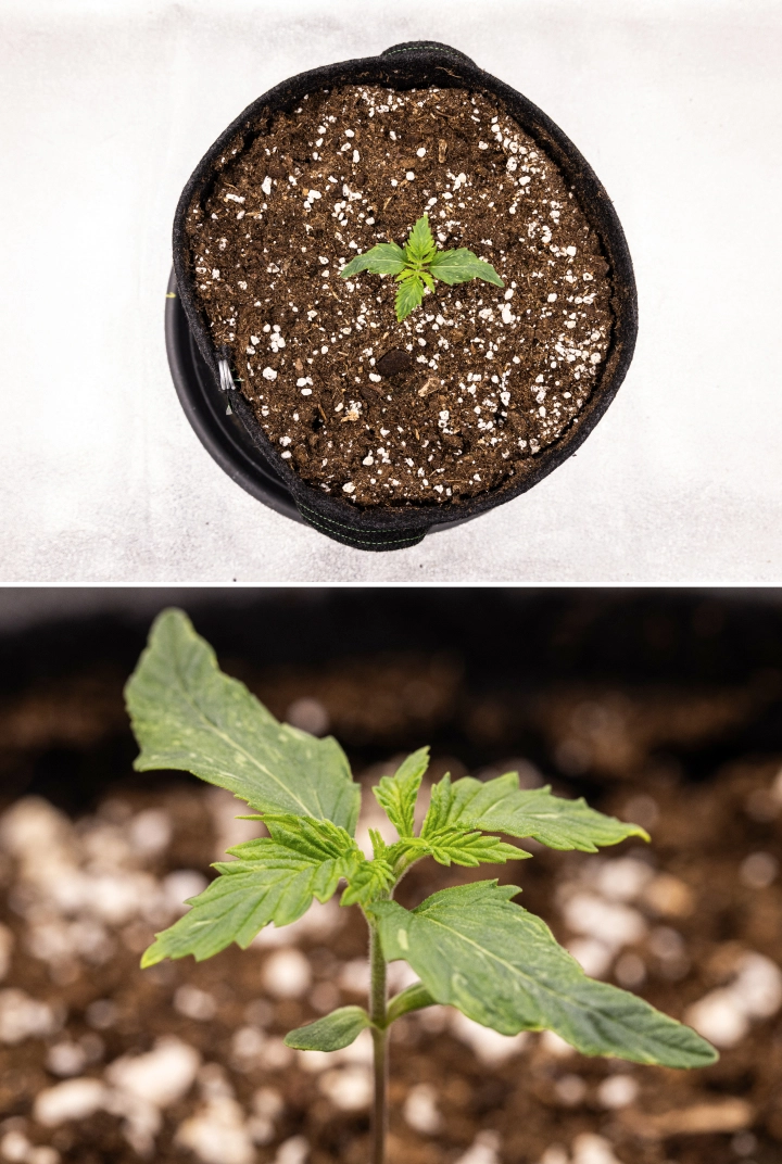 Grow report Royal Creamatic : semaine 1, croissance de la plantule Plantule de cannabis Royal Creamatic en semaine 1, montrant une croissance précoce, des feuilles vertes, une légère déformation des feuilles et un sol riche en perlite.