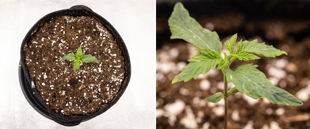 Grow report Royal Creamatic : semaine 1, croissance de la plantule Plantule de cannabis Royal Creamatic en semaine 1, montrant une croissance précoce, des feuilles vertes, une légère déformation des feuilles et un sol riche en perlite.