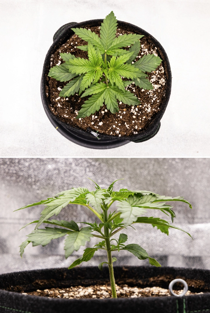 Grow report Royal Creamatic : semaine 2, croissance végétative Plant de cannabis Royal Creamatic en semaine 2, montrant une croissance végétative compacte, des feuilles vertes saines, des entre-nœuds courts et un sol riche en perlite.