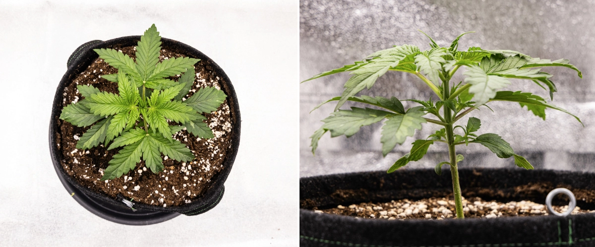 Grow report Royal Creamatic : semaine 2, croissance végétative Plant de cannabis Royal Creamatic en semaine 2, montrant une croissance végétative compacte, des feuilles vertes saines, des entre-nœuds courts et un sol riche en perlite.