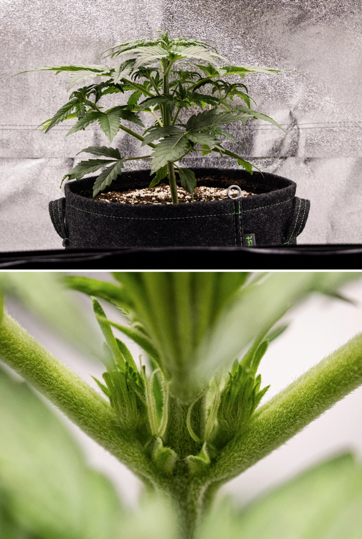 Grow report Royal Creamatic : semaine 3, croissance de préfloraison Plant de cannabis Royal Creamatic en semaine 3, montrant une croissance compacte, un feuillage sain, des pré-fleurs visibles et une jeune tige robuste.