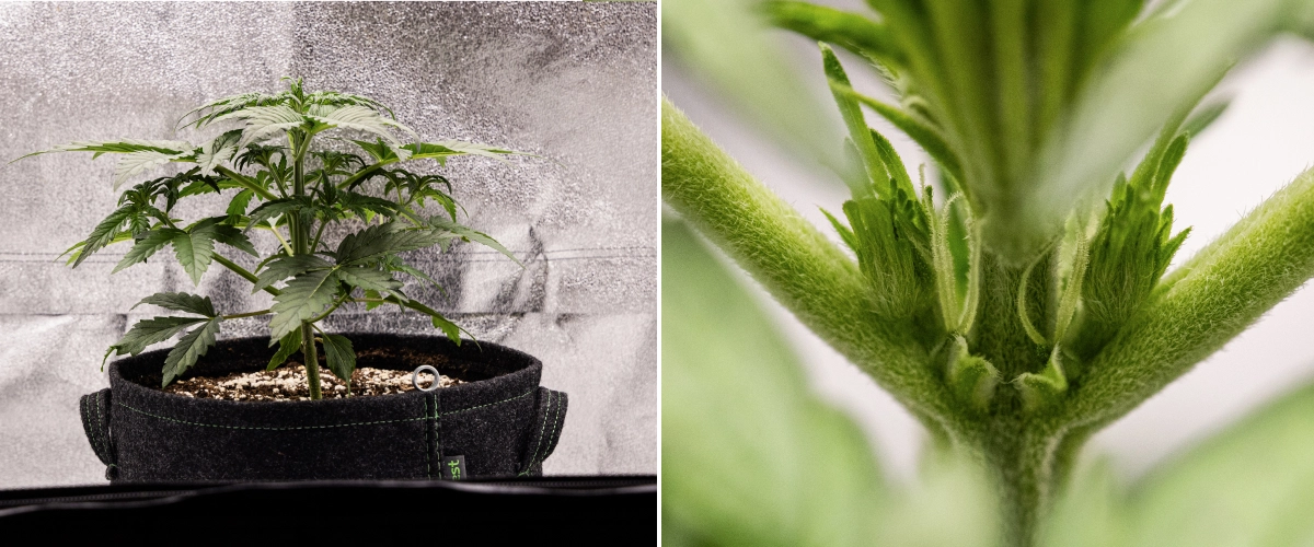 Grow report Royal Creamatic : semaine 3, croissance de préfloraison Plant de cannabis Royal Creamatic en semaine 3, montrant une croissance compacte, un feuillage sain, des pré-fleurs visibles et une jeune tige robuste.