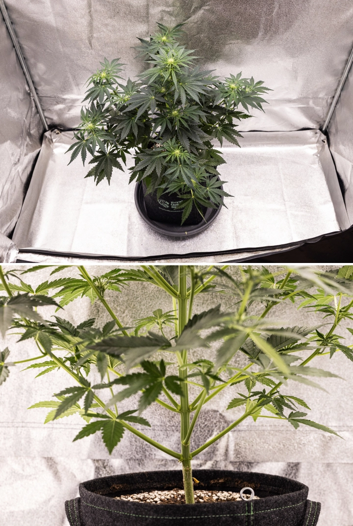 Grow report Royal Creamatic : semaine 5, développement des fleurs Plant de cannabis Royal Creamatic en semaine 5, montrant des têtes en développement, un feuillage vert sain, des branches solides et une structure de floraison équilibrée.