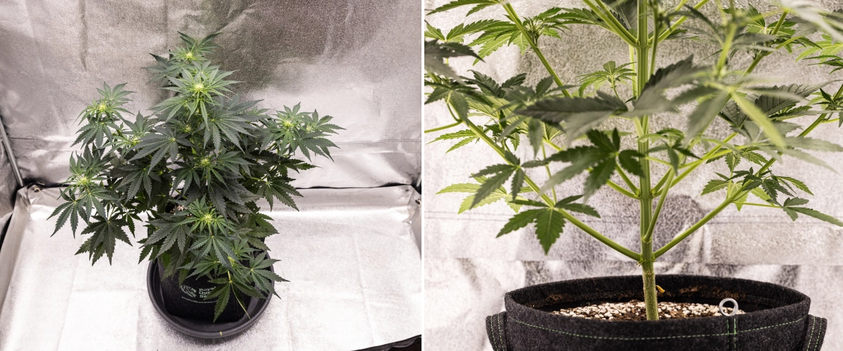 Grow report Royal Creamatic : semaine 5, développement des fleurs Plant de cannabis Royal Creamatic en semaine 5, montrant des têtes en développement, un feuillage vert sain, des branches solides et une structure de floraison équilibrée.