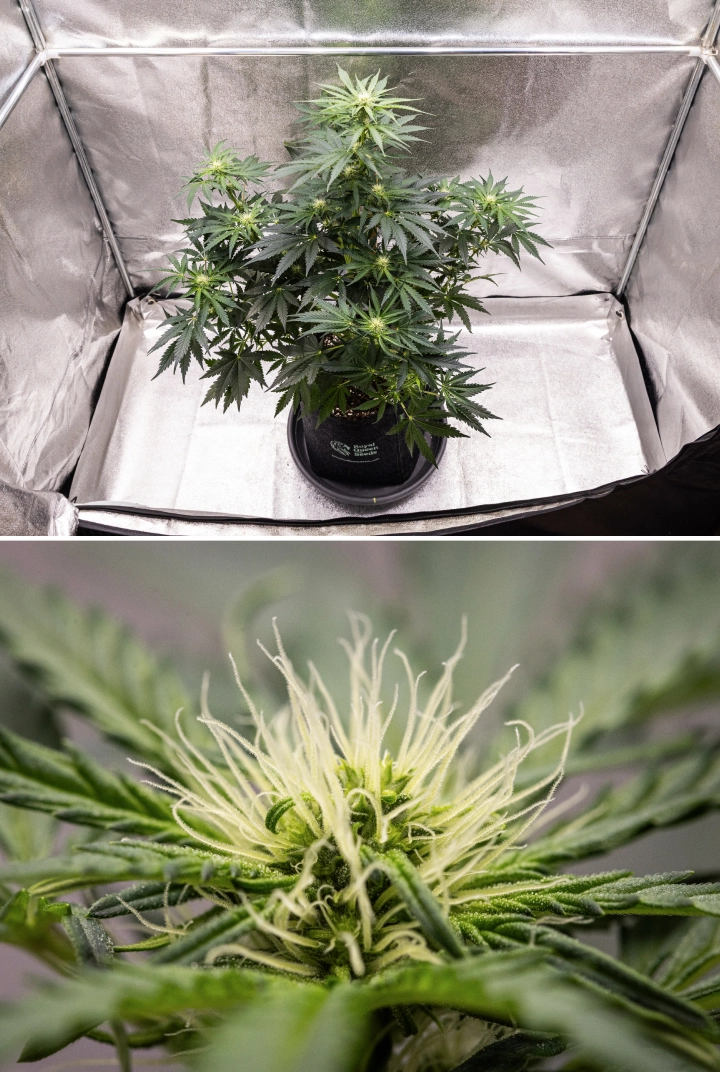 Grow report Royal Creamatic : semaine 6, production de résine Plant de cannabis Royal Creamatic en semaine 6, montrant des têtes résineuses, des pistils blancs, un feuillage sain et une cola principale prononcée.