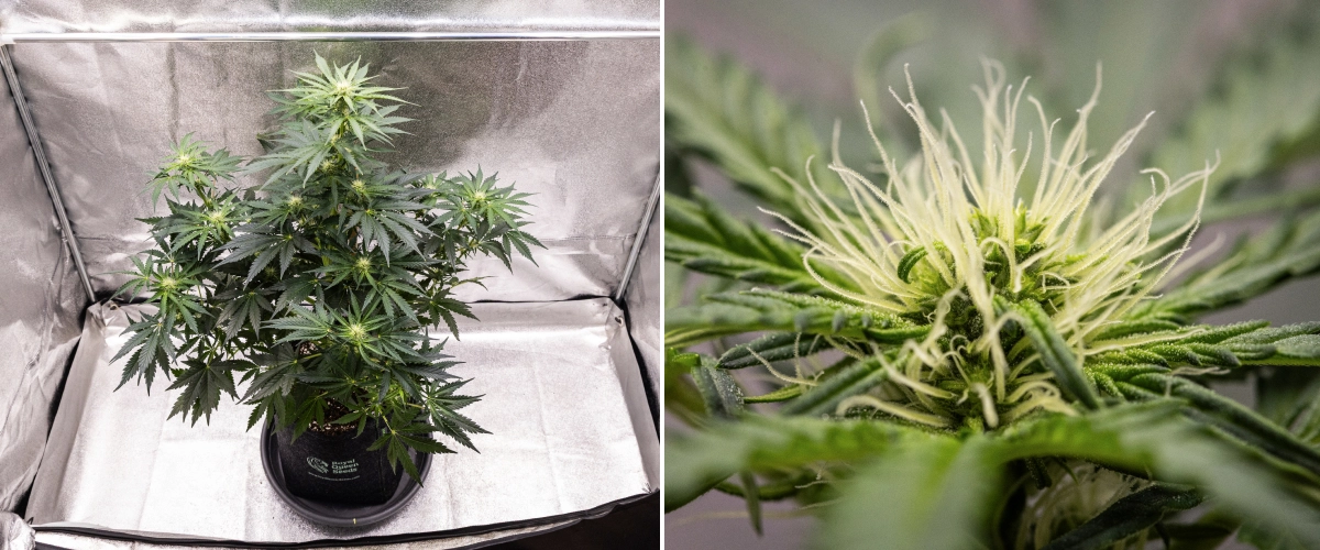 Grow report Royal Creamatic : semaine 6, production de résine Plant de cannabis Royal Creamatic en semaine 6, montrant des têtes résineuses, des pistils blancs, un feuillage sain et une cola principale prononcée.