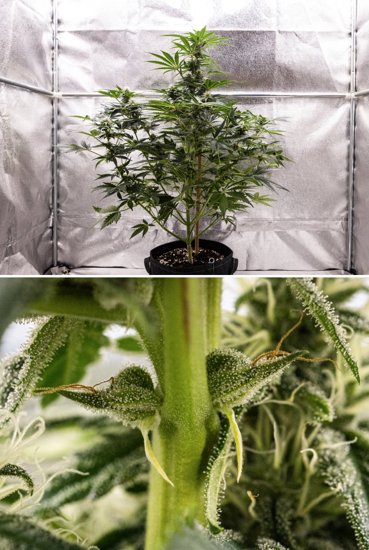 Grow report Royal Creamatic : semaine 7, forte production de trichomes Plant de cannabis Royal Creamatic en semaine 7, montrant des têtes givrées, une forte couverture de trichomes, des pistils blancs et un feuillage vert sain.