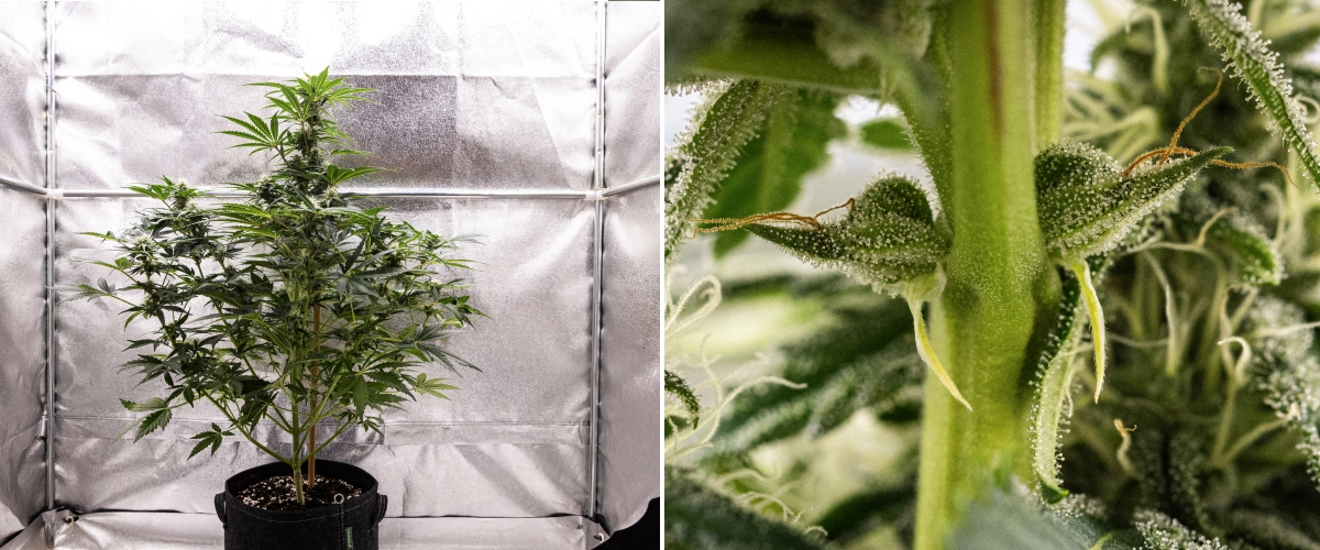 Grow report Royal Creamatic : semaine 7, forte production de trichomes Plant de cannabis Royal Creamatic en semaine 7, montrant des têtes givrées, une forte couverture de trichomes, des pistils blancs et un feuillage vert sain.