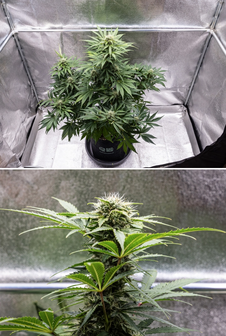 Grow report Royal Creamatic : semaine 8, têtes denses et collantes Plant de cannabis Royal Creamatic en semaine 8, montrant des têtes denses et collantes, des trichomes givrés, des pistils blancs et des feuilles vertes saines.