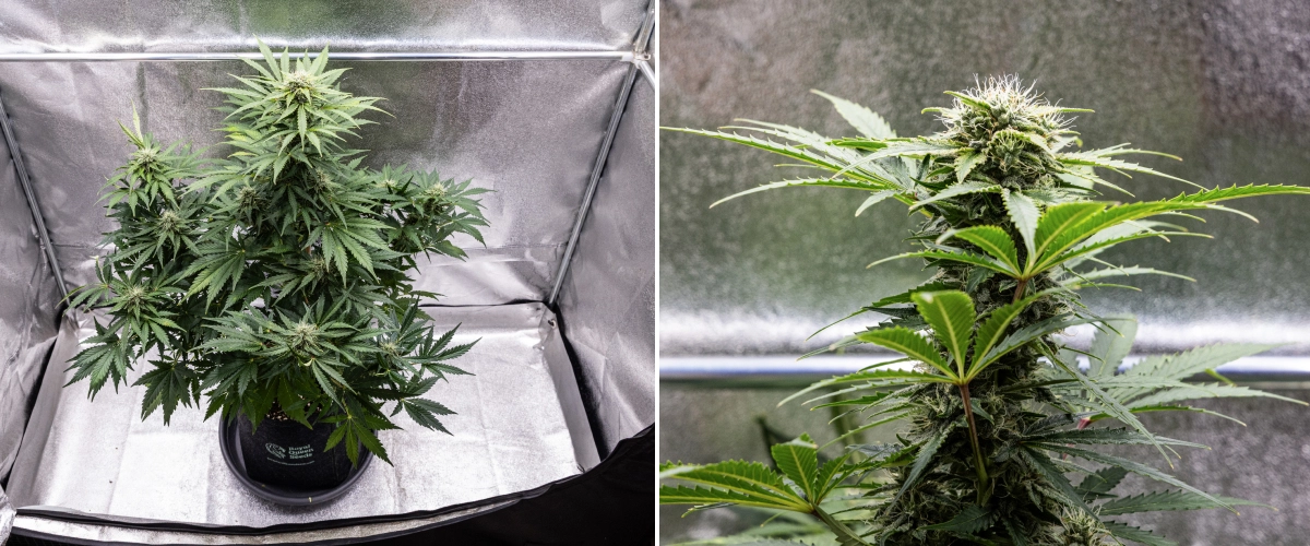 Grow report Royal Creamatic : semaine 8, têtes denses et collantes Plant de cannabis Royal Creamatic en semaine 8, montrant des têtes denses et collantes, des trichomes givrés, des pistils blancs et des feuilles vertes saines.